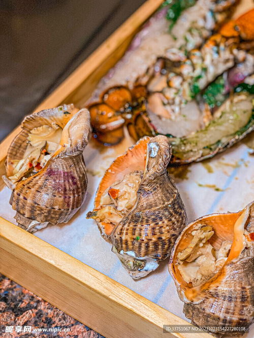 海螺蝸牛海鮮攝影圖