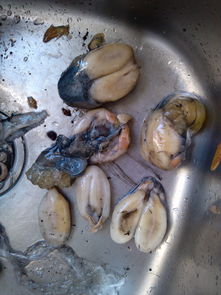 舟山特產海鮮 東海明珠的鮮美饋贈